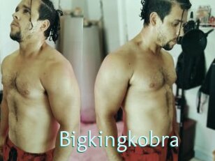 Bigkingkobra
