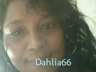 Dahlia66