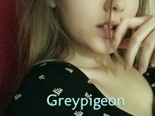 Greypigeon
