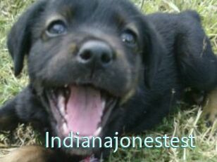 Indianajonestest