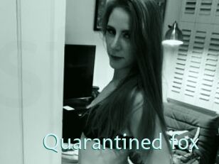 Quarantined_fox