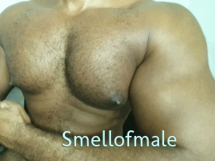 smellofmale Straponles